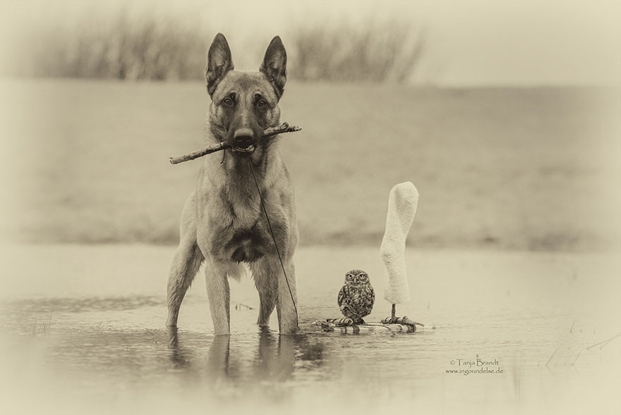 ingo-else-dog-owl-friendship-tanja-brandt-3