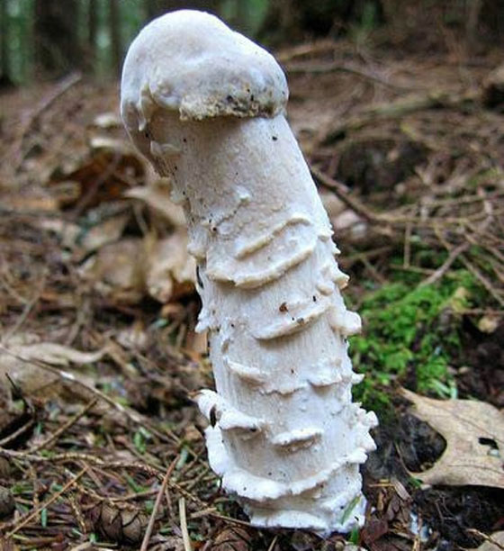 penis_mushroom1