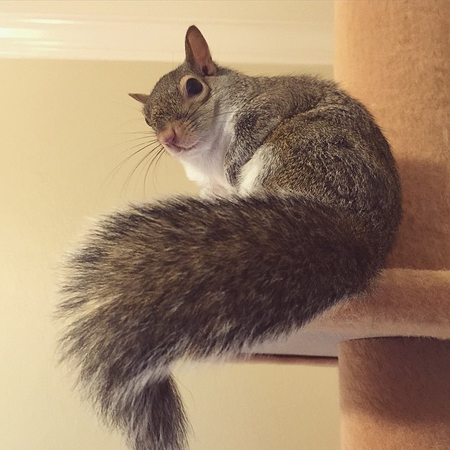 photogenic-rescue-squirrel-jill-38