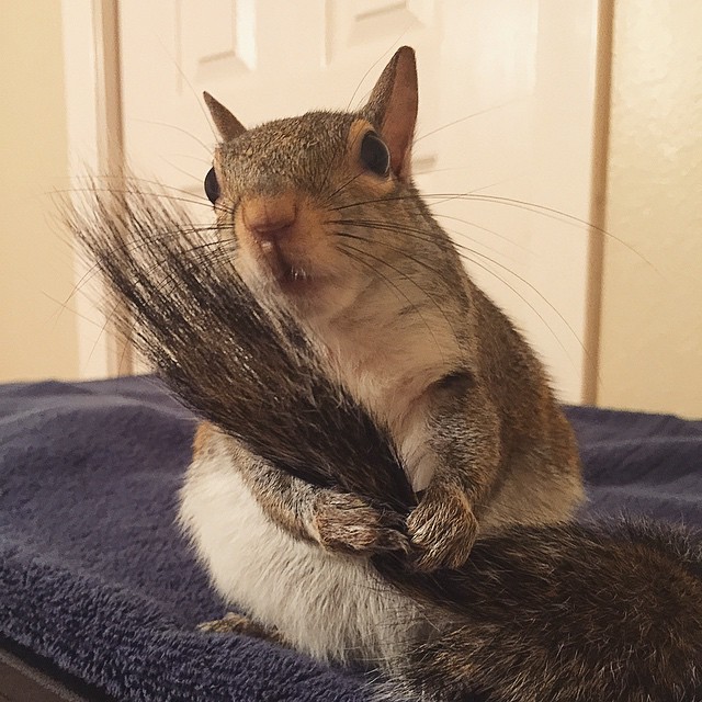 photogenic-rescue-squirrel-jill-47