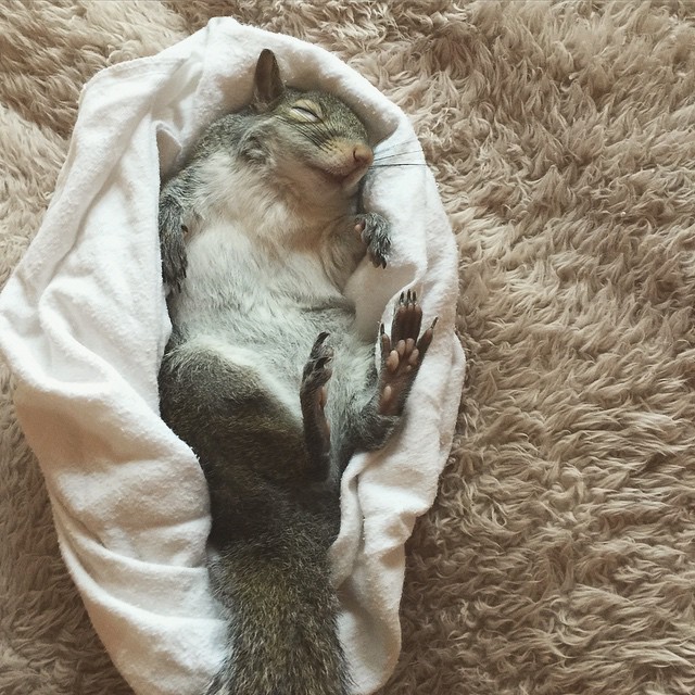 photogenic-rescue-squirrel-jill-76