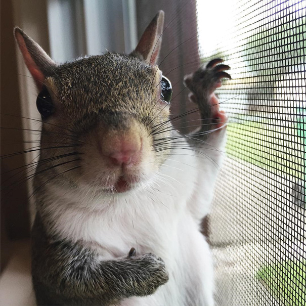 photogenic-rescue-squirrel-jill-83