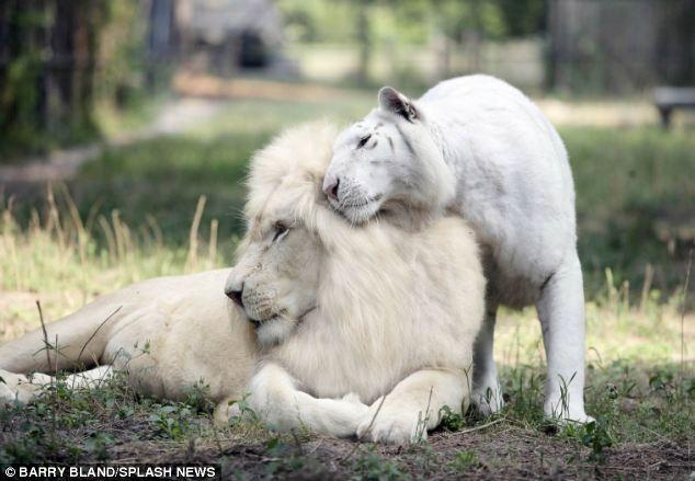 white-liger-cubs-1