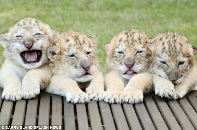 white-liger-cubs-2