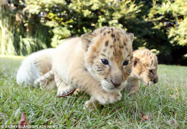 white-liger-cubs-3
