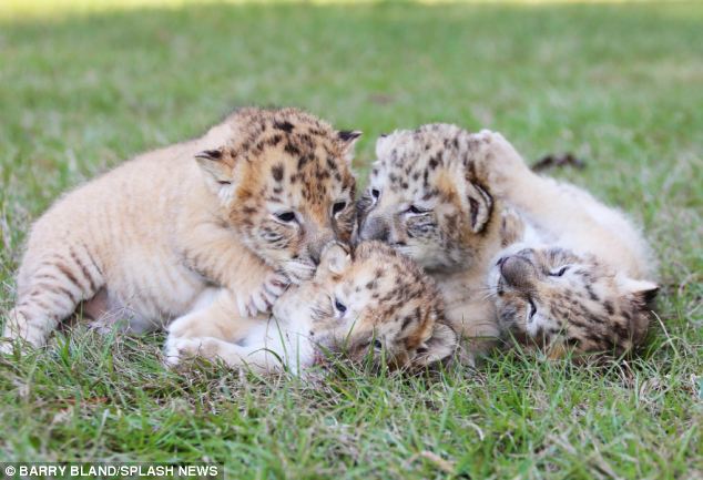 white-liger-cubs-4