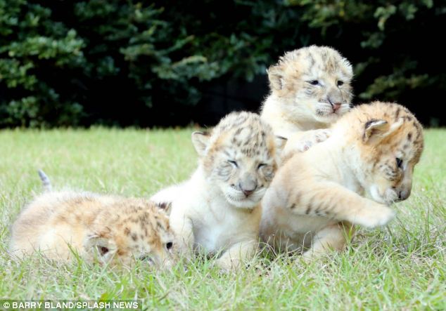 white-liger-cubs-6