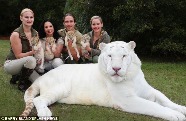 white-liger-cubs-7