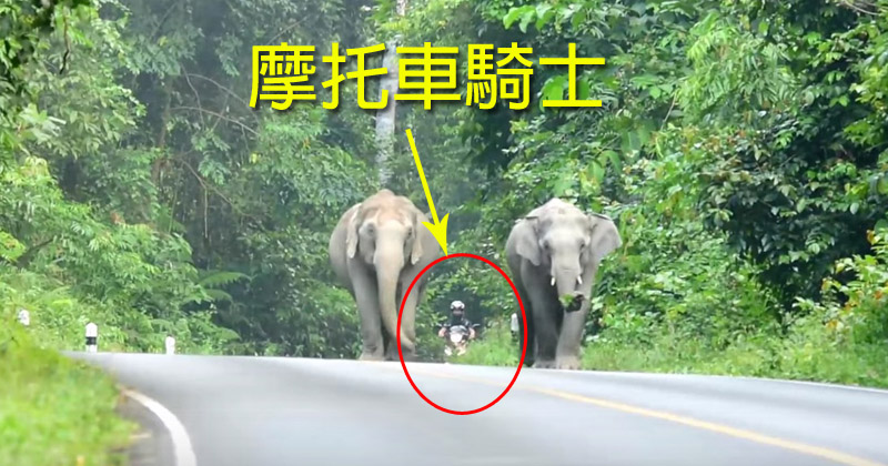 大象踩踏危險