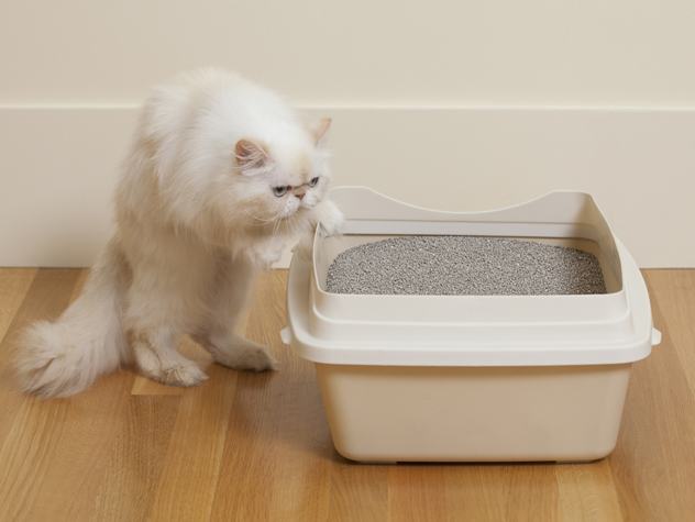 Persian Cat sniffing litter box