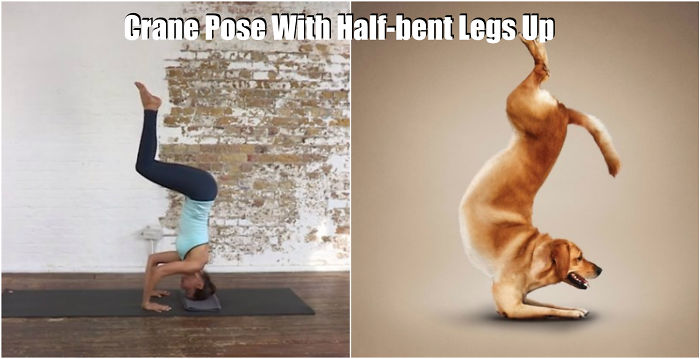 18-cute-animals-showing-you-some-yoga-poses-10__700
