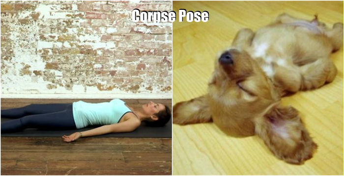 18-cute-animals-showing-you-some-yoga-poses-11__700