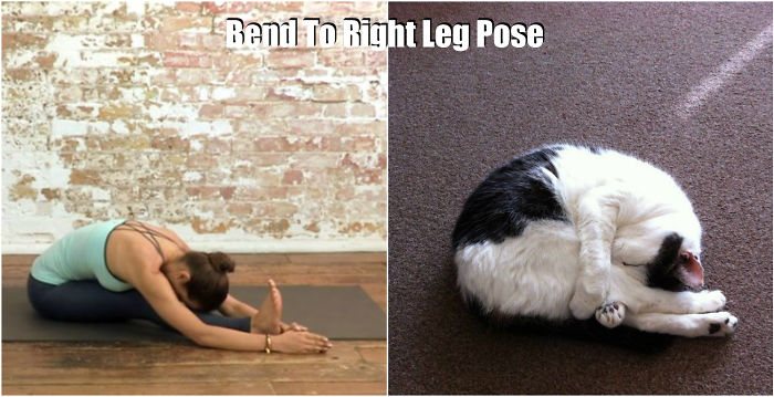 18-cute-animals-showing-you-some-yoga-poses-12__700