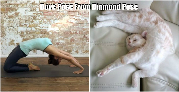 18-cute-animals-showing-you-some-yoga-poses-13__700