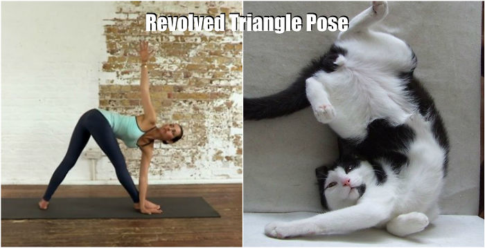 18-cute-animals-showing-you-some-yoga-poses-14__700