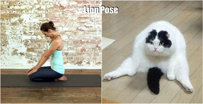 18-cute-animals-showing-you-some-yoga-poses-15__700