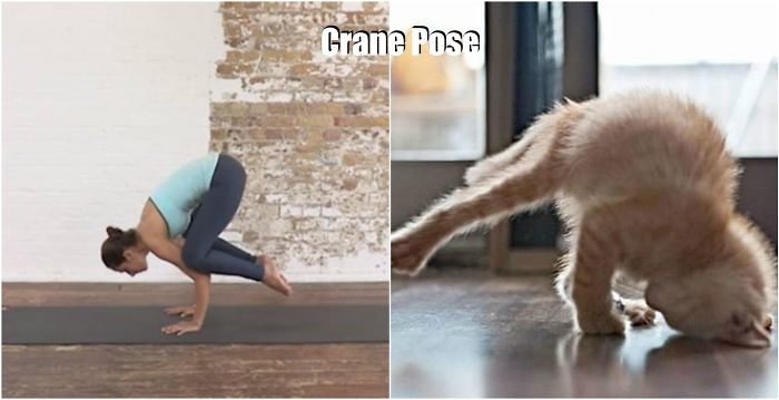 18-cute-animals-showing-you-some-yoga-poses-18__700