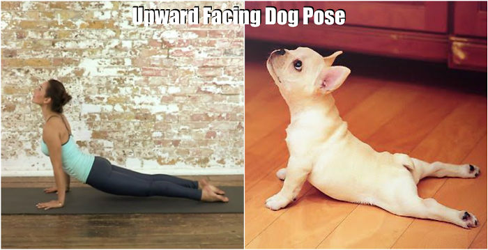 18-cute-animals-showing-you-some-yoga-poses-2__700