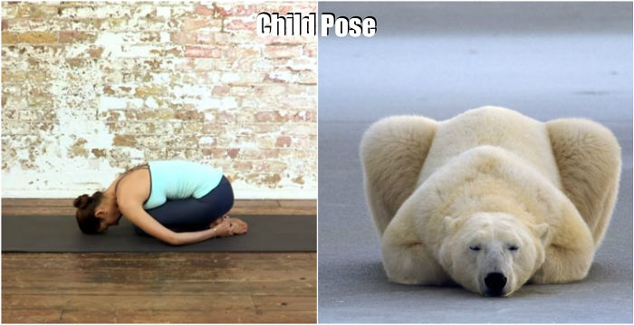 18-cute-animals-showing-you-some-yoga-poses-3__700