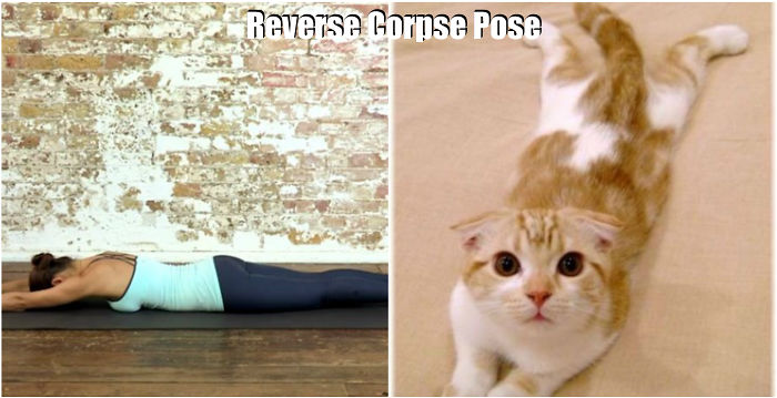18-cute-animals-showing-you-some-yoga-poses-6__700