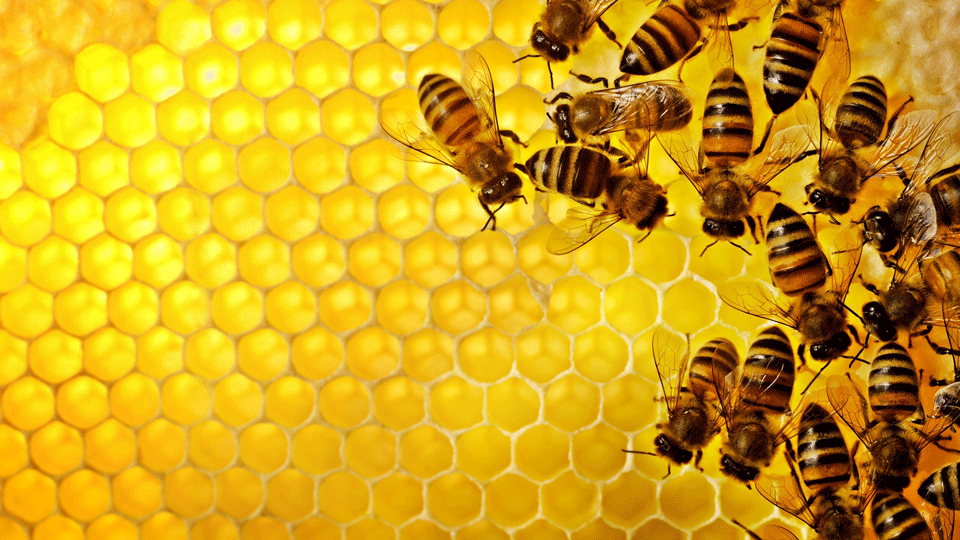 Bees-on-Honeycomb