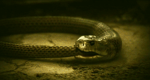 Viper-Eats-Viper-snakes-37406901-500-265