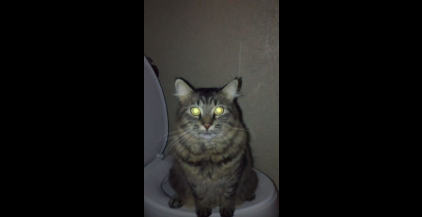 cat-peeing-on-bathroom