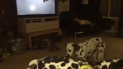 dalmatian-puppy-falls-asleep-while-standing-up-rumblegif