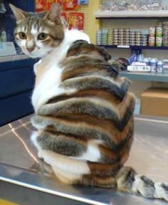 funny-dun-lol-dragon-haircut-cats-pics-images-photos-pictures-bajiroo-10