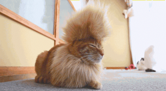 funny-dun-lol-dragon-haircut-cats-pics-images-photos-pictures-bajiroo-15