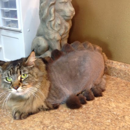 funny-dun-lol-dragon-haircut-cats-pics-images-photos-pictures-bajiroo-3