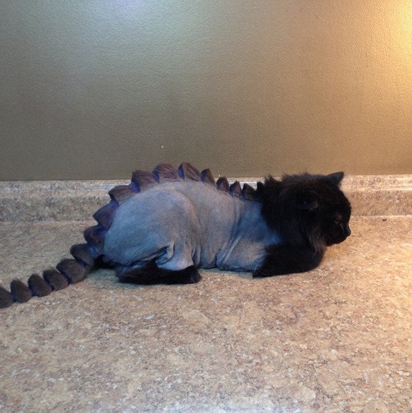 funny-dun-lol-dragon-haircut-cats-pics-images-photos-pictures-bajiroo-5