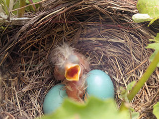 baby-bird-with-eggs-in-nest-c-wendy-barrett_large