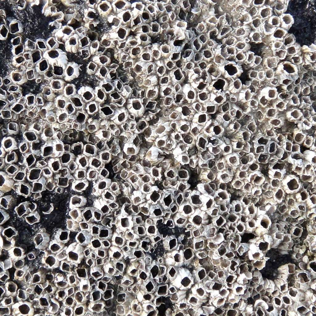 barnacles-photo-u1