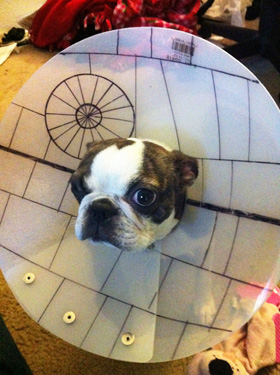 cone-of-shame-star-wars