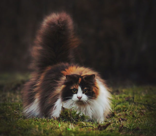 fluffy-cats-funny-animal-pics-50__605