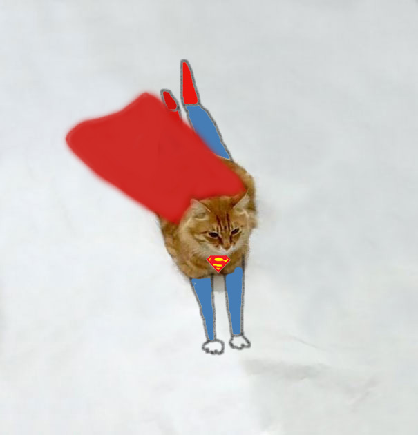 funny-doodles-on-lovely-cat-photo-superman__605