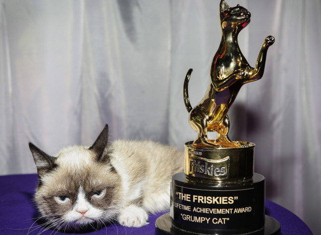 Global Internet sensation Grumpy Cat wins the Lifetime Achievement Award at "The Friskies" Award Show, Tuesday, Oct.「15, 2013, in New York.「Friskies awarded $25,000 in cash prizes for the best internet cat videos of the year and 330,000 total cans of Friskies to 20 cat charity organizations nationwide.「(John Minchillo / AP Images for Friskies)