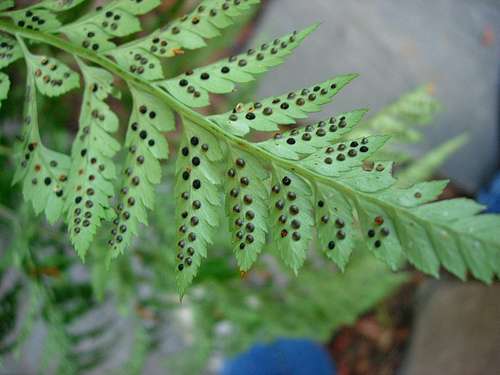 these-tiny-fern-spores-photo-u1