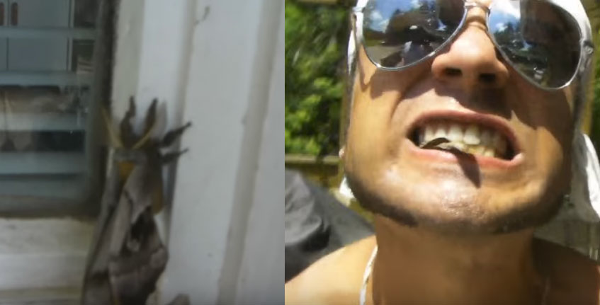 吃掉超大吃飛蛾