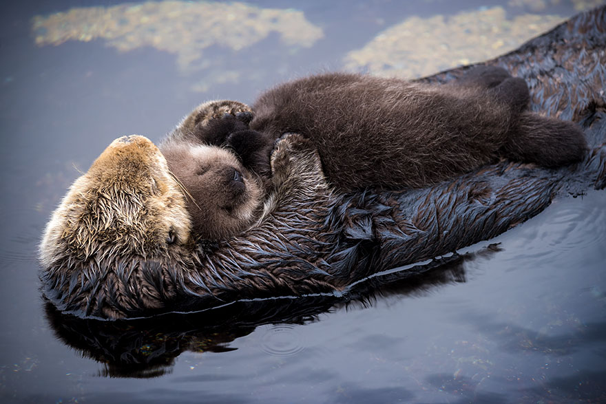 baby-otter-sleeps-mother-belly-monterey-bay-aquarium-16