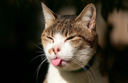 cat-tongue-eyes-cute-pet-animal-macro-whiskers