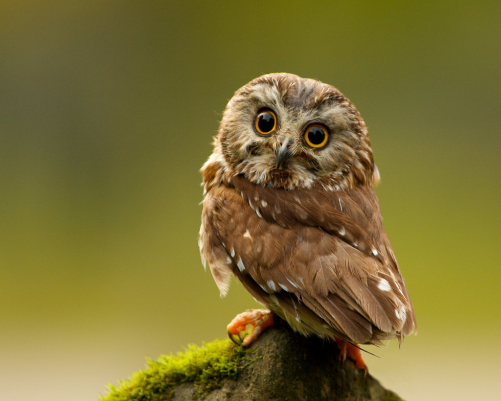 cute-little-owl-Wallpaper__yvt2