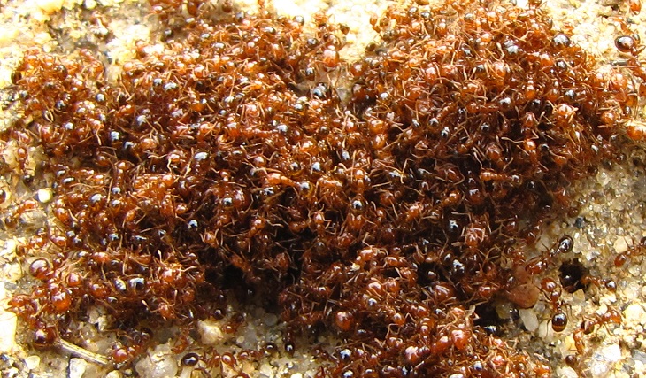 img_3965a-fire-ant-mound
