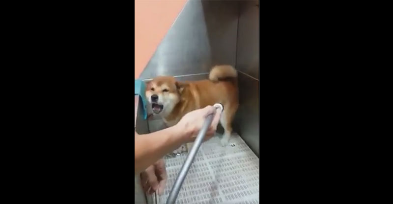狗狗不喜歡洗澡