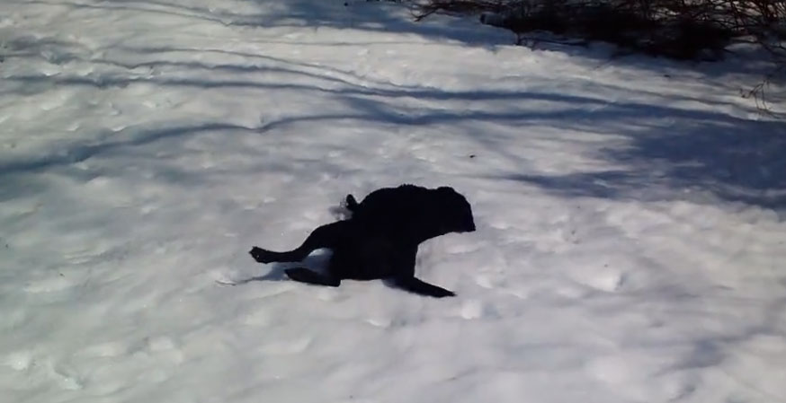 狗狗玩雪