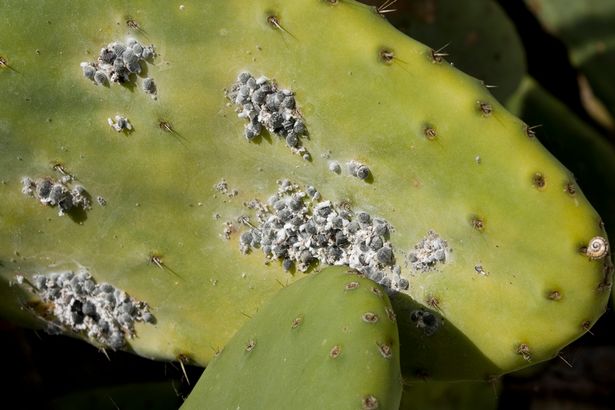 Cochineal-beetles-Dactylopius-coccus-on-prickly-pear-Opuntia-sp-cactus-Lanzarote