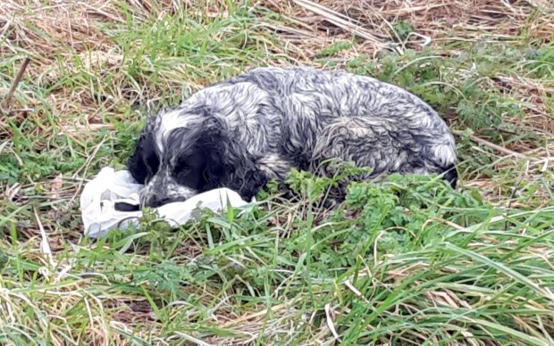 A spaniel was found dumped by the roadside with "tears in her eyes" alongside her dead puppies which had been stuffed in a fish and chip carrier bag.  See NTI story NTIDOG.  Paul Skinner, 58, was cycling along a road at Hobhole Bank near Midville, Lincs,  when he made the shocking discovery at around midday on Sunday (21/2).  The mother refused to leave her puppies and was found licking the chip shop bag they were put into.  Investigations are now taking place to try to identify the owner.  It is not clear if the puppies were alive when they were dumped.