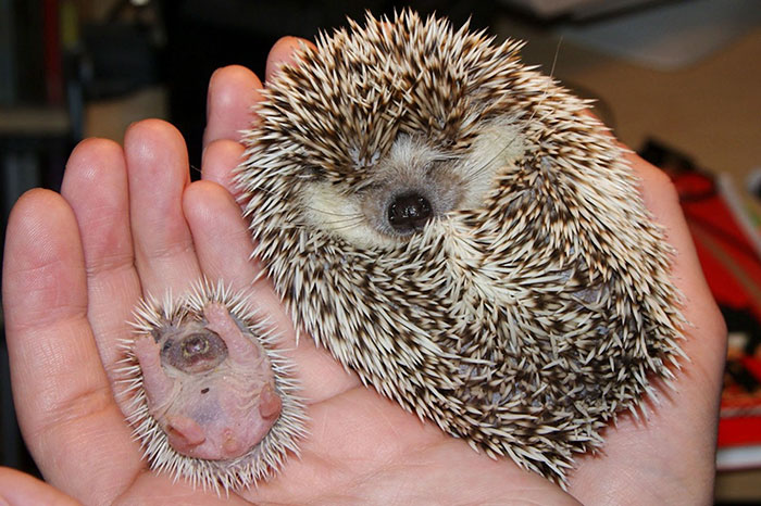 cute-hedgehogs-401__700
