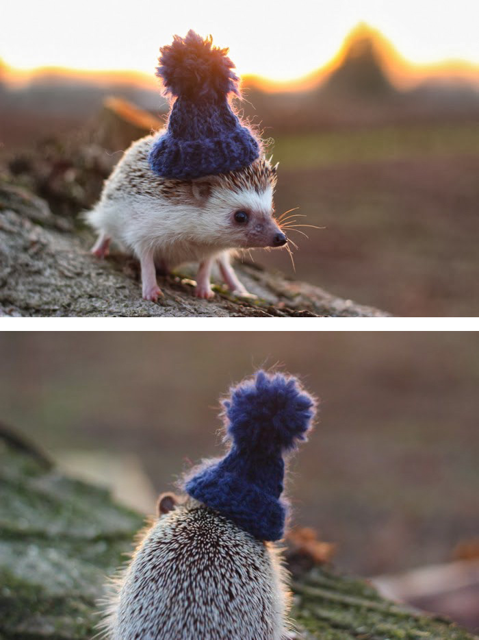 cute-hedgehogs-411__700